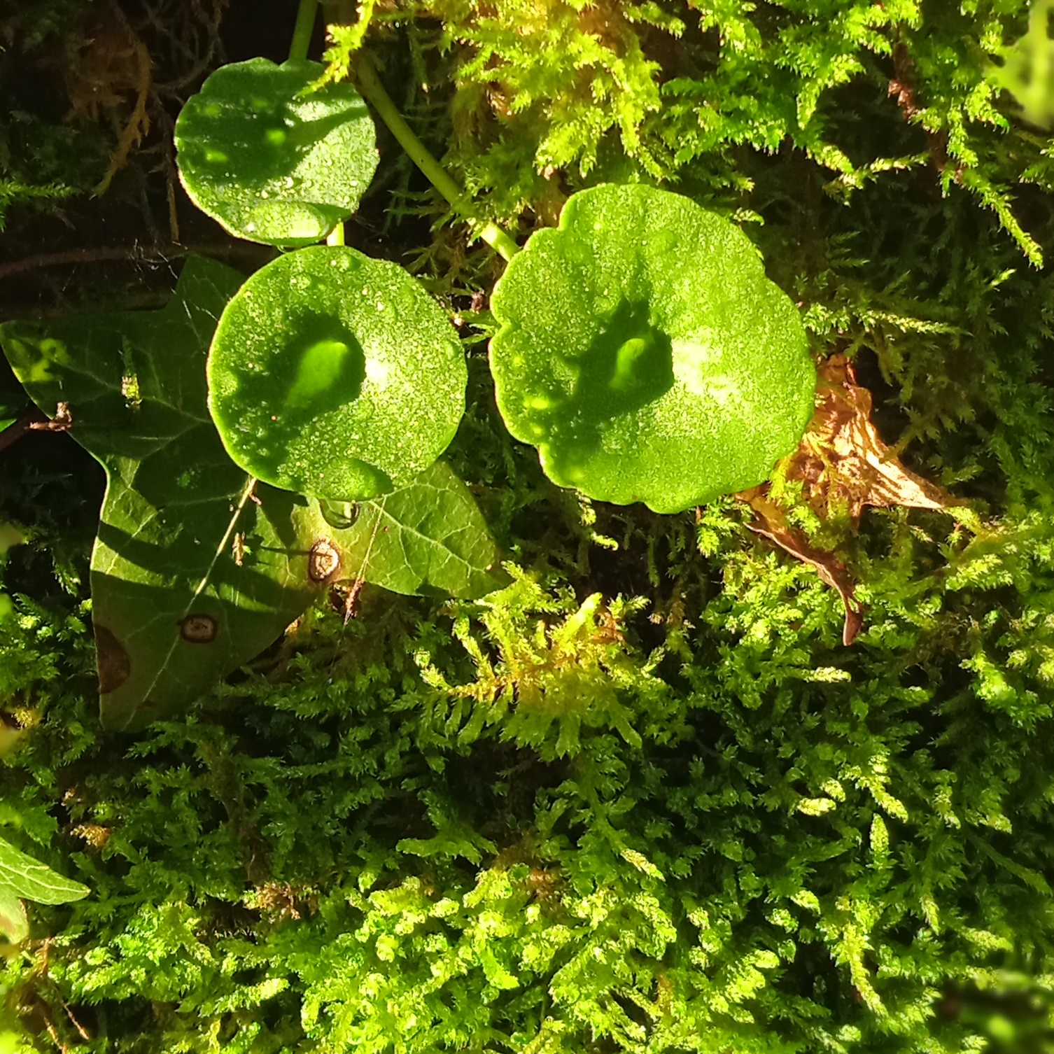 Nombril de venus