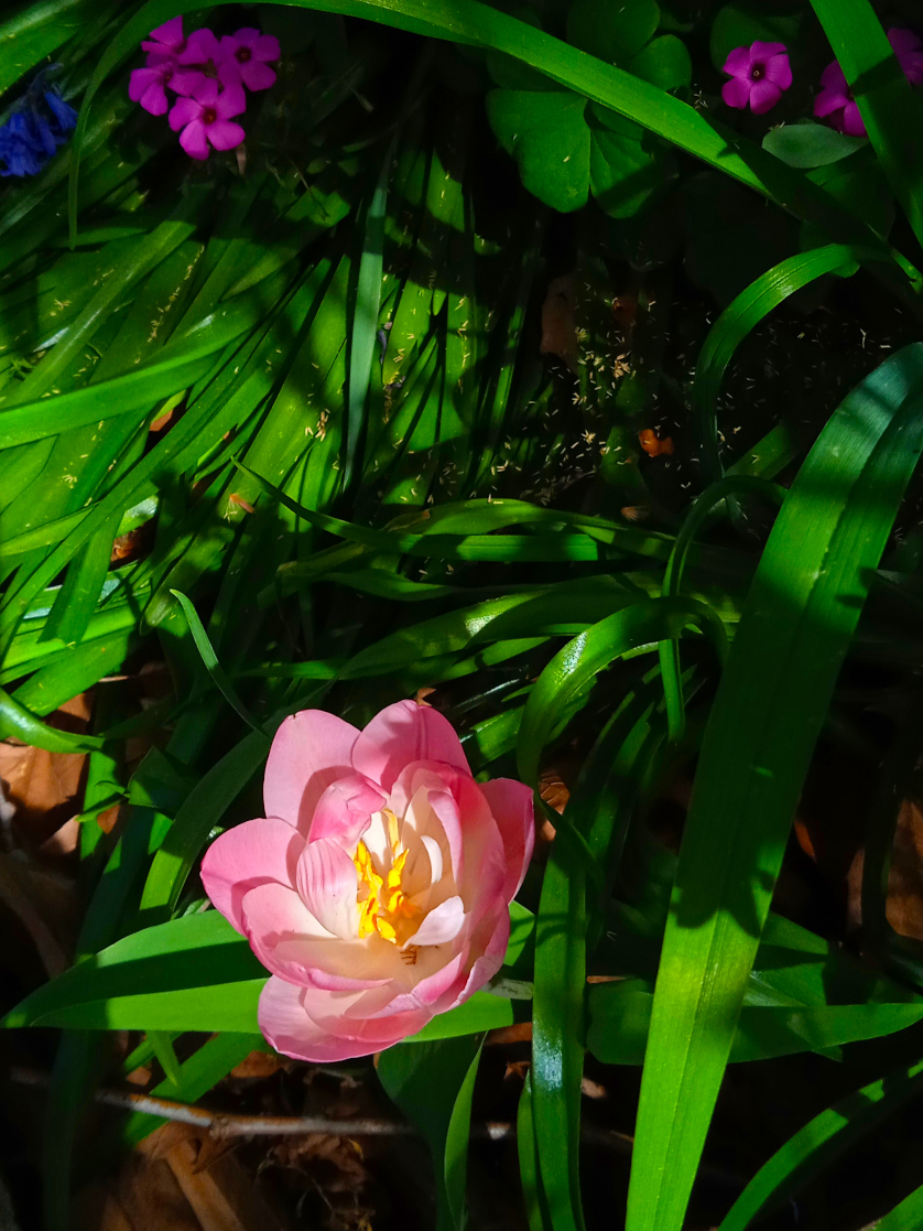 Tulipe et oxalis