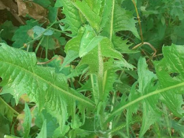 Plante medicinale