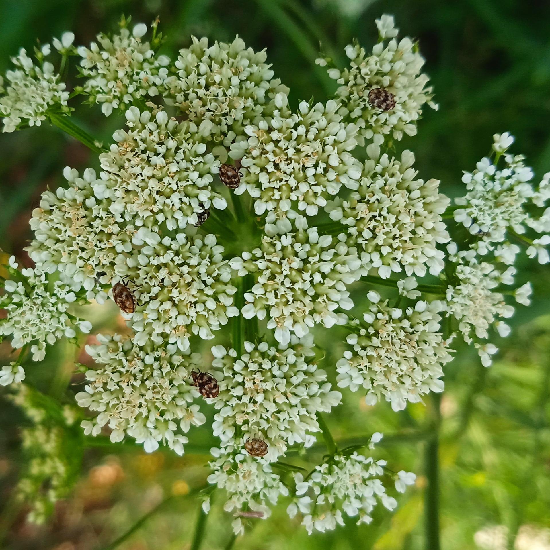 Fleur