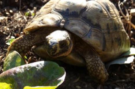 Un ami qui visite, surtout nos salades