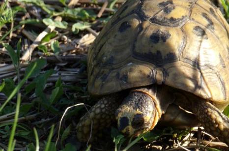 Tortue