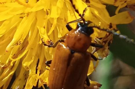 Exosoma lusitanicum