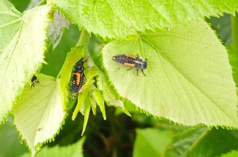 2 insects
