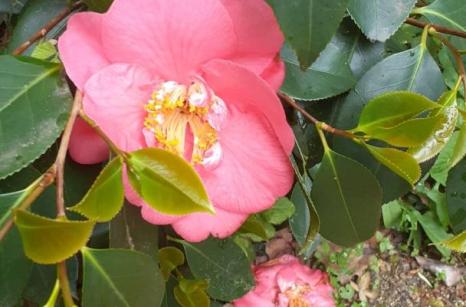Pivoine 2