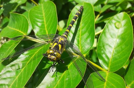Corduléagastre Annelé, Cordulegaster boltonii, Cordulegastridae