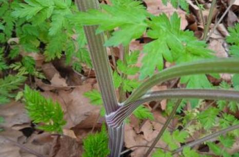 Cerfeuille des bois ?