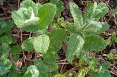 Menthe a feuille ronde