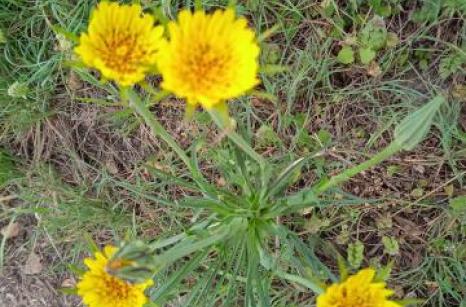 Salsifis fleur jaune