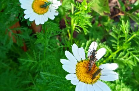 3 insects