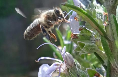 Abeille