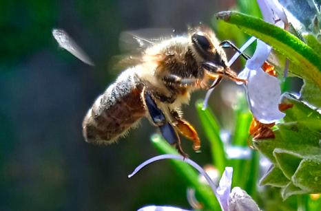 Abeille sur romarin