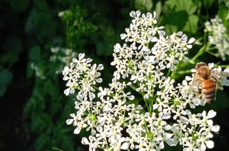 Abeille sur fleur blanche