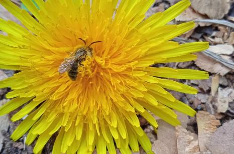 Abeille