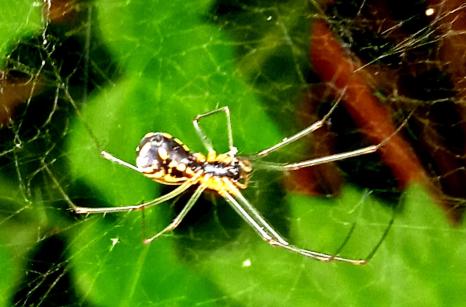 Neriene radiata, Araignier