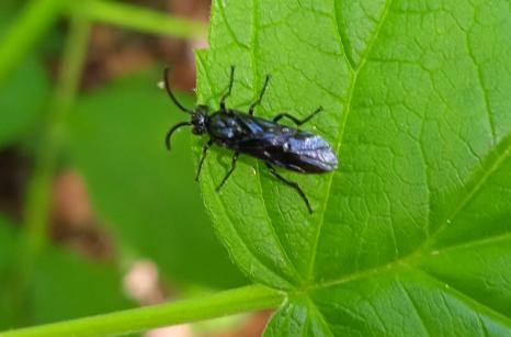Mouche noir ailé ??