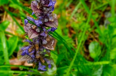 Bugle rampante