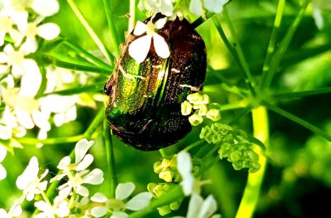 Cétoine dorée, Cetonia aurata, coleoptere