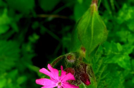 Compagnon rouge