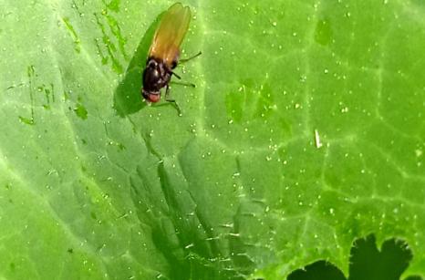 Insecte ?