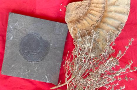 Fossils