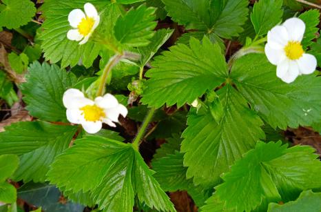 Fraisier des bois