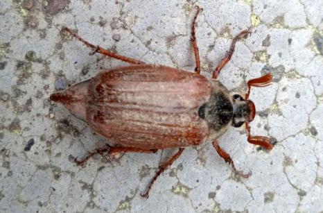 Hanneton commun, Melolontha melolontha, Scarabaeidae