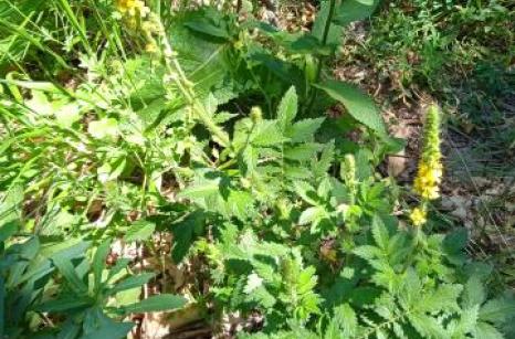 Aigremoine eupatoire