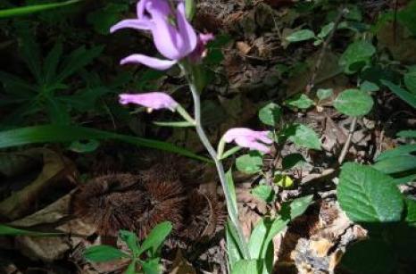 Orchidée sauvage