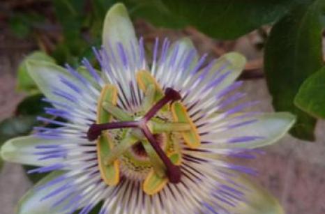 Passiflore