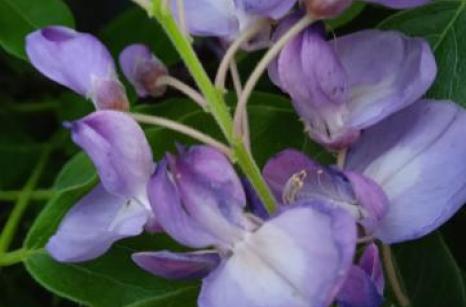 Glycine
