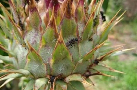Foumis sur cardon