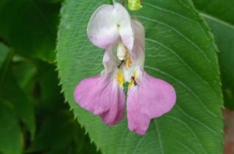 Fourmis sur balsamine
