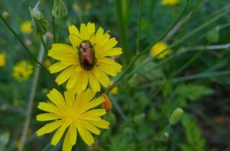 Chrysomèle, coleoptère