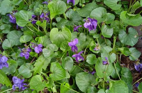 Violets