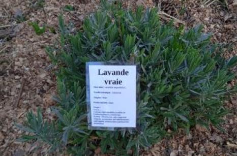 Lavande vrai Ettiquette