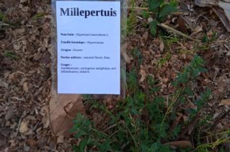 Millepertuis Ettiquette