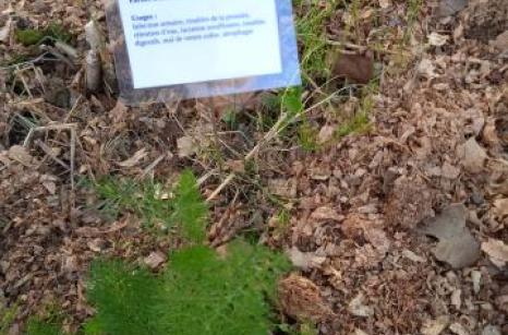 Grande camomille Ettiquette