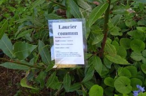 Laurier commun Ettiquette