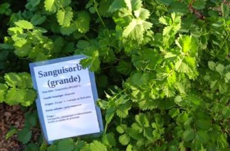 Sanguisorbe Ettiquette