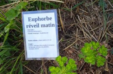 Euphorbe reviel matin Ettiquette