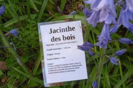 Jacinthe des bois Ettiquette
