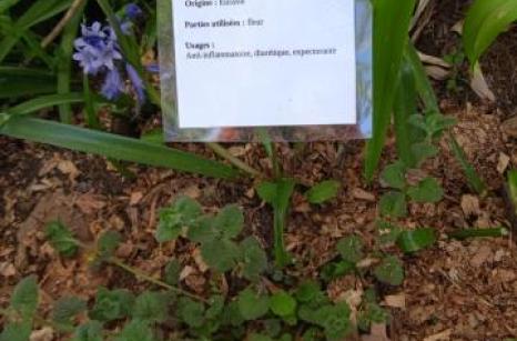 LIerre terrestre Ettiquette