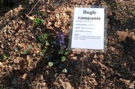 Bugle rampante Ettiquette