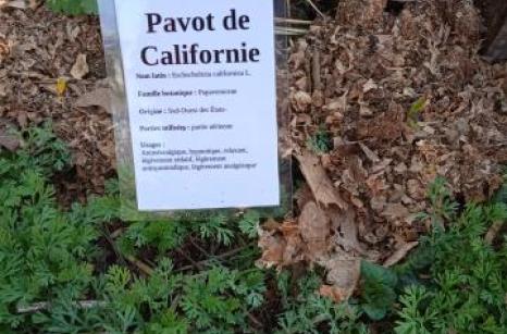 Pavot de californie Ettiquette