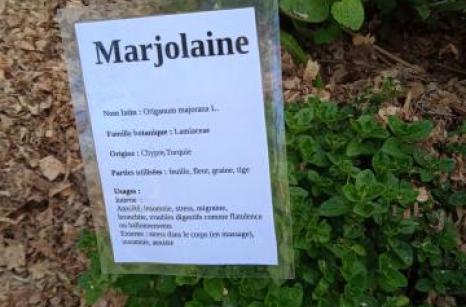 Marjolaine Ettiquette