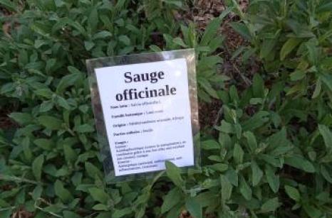 Sauge off. Ettiquette