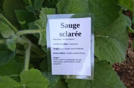 Sauge sclarée Ettiquette