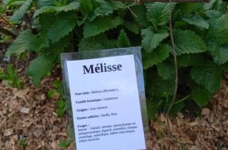 Mélisse Ettiquette