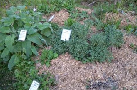 Jardin médicinale vue general 3